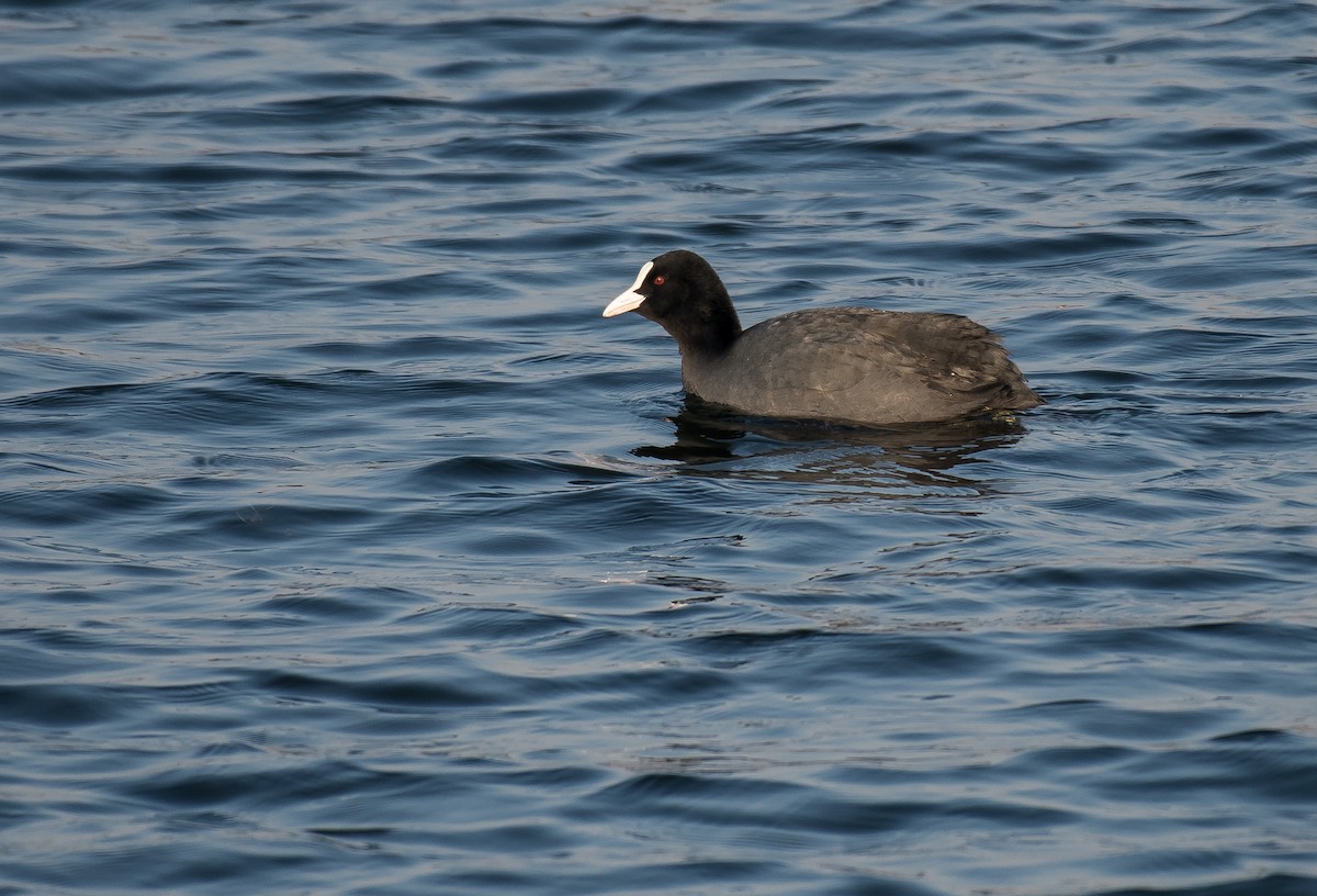 Eurasian Coot - ML198929931