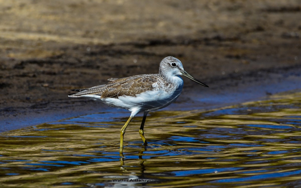 Common Greenshank - Watter AlBahry