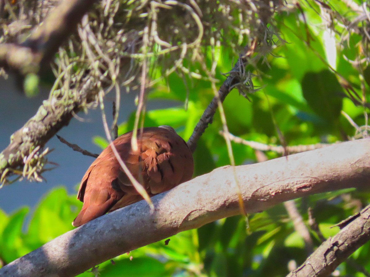 Ruddy Ground Dove - ML198930801