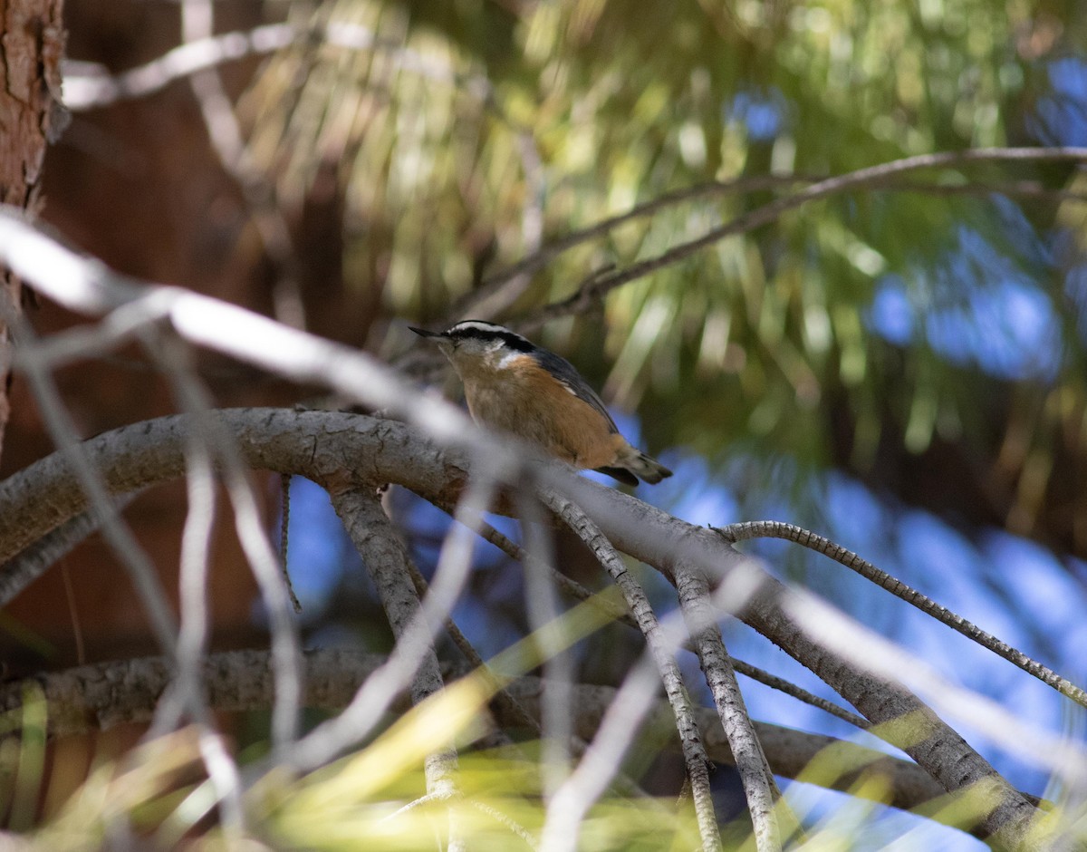 Red-breasted Nuthatch - ML198930941