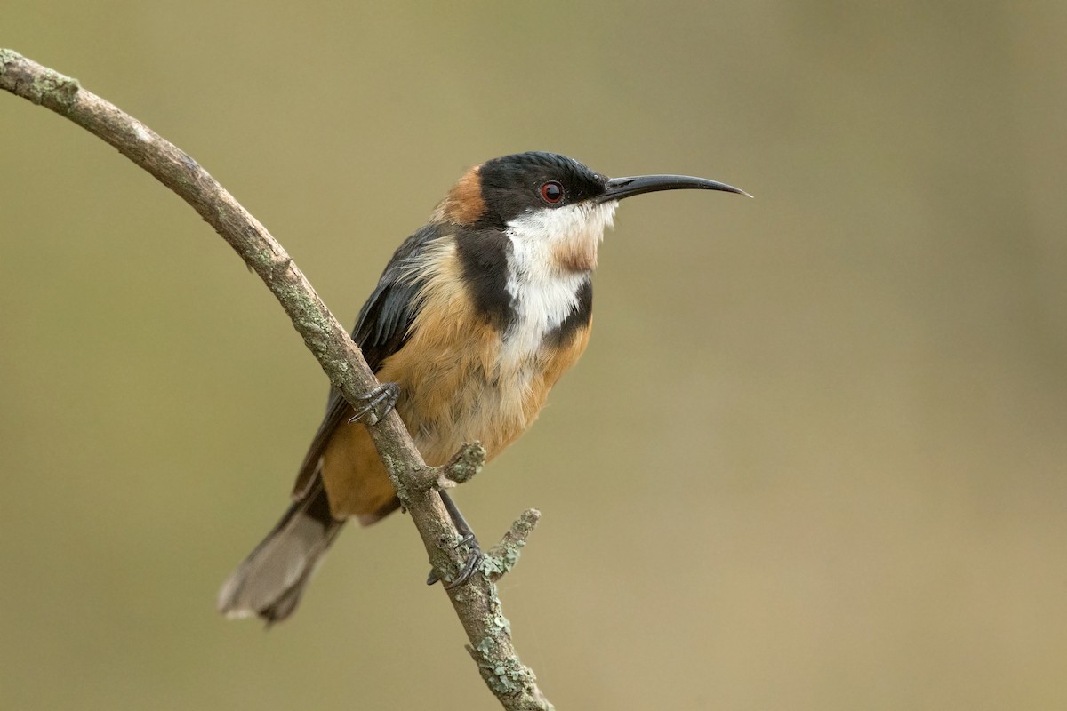 Eastern Spinebill - ML198931131