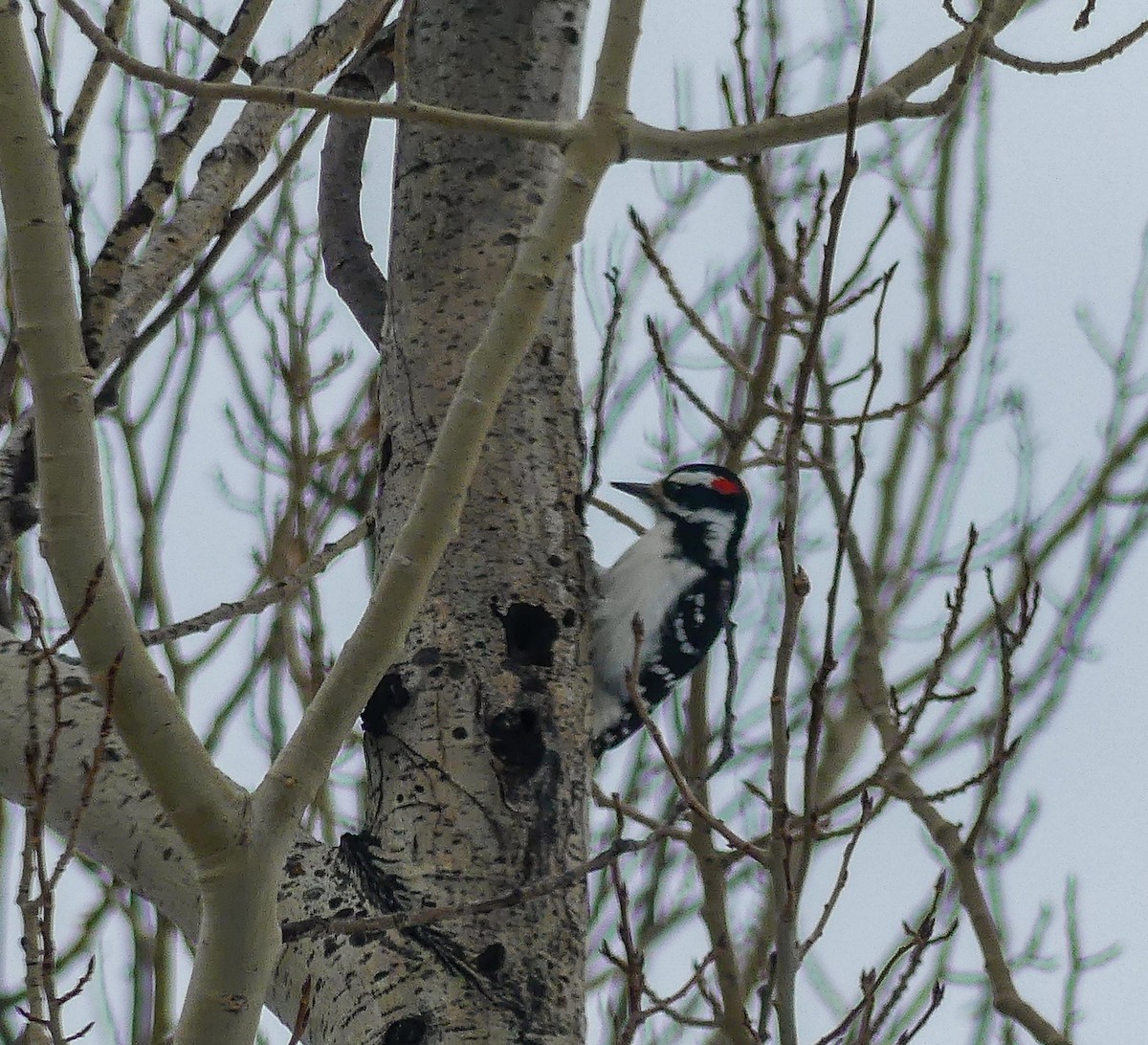 Hairy Woodpecker - ML198932491