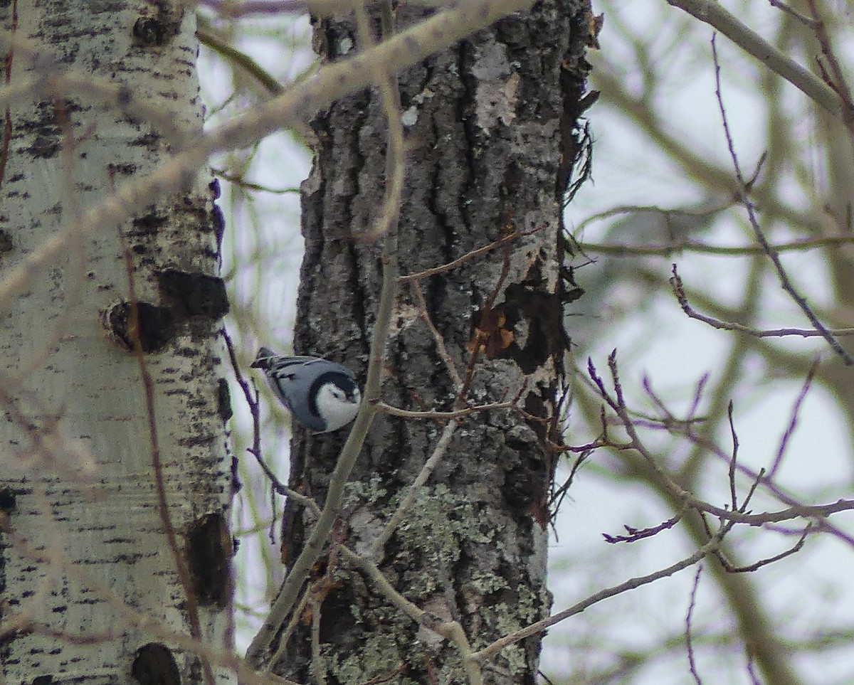 White-breasted Nuthatch - ML198932731