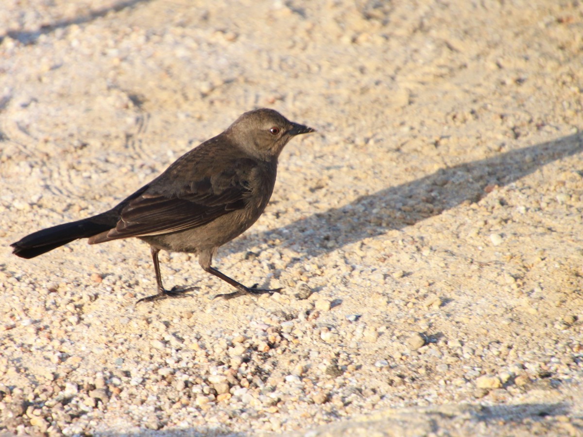 Brewer's Blackbird - ML198932781