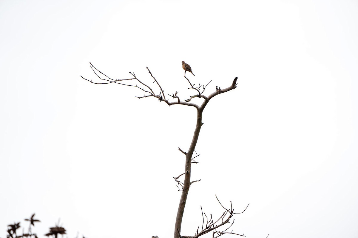 Mourning Dove - ML198935381