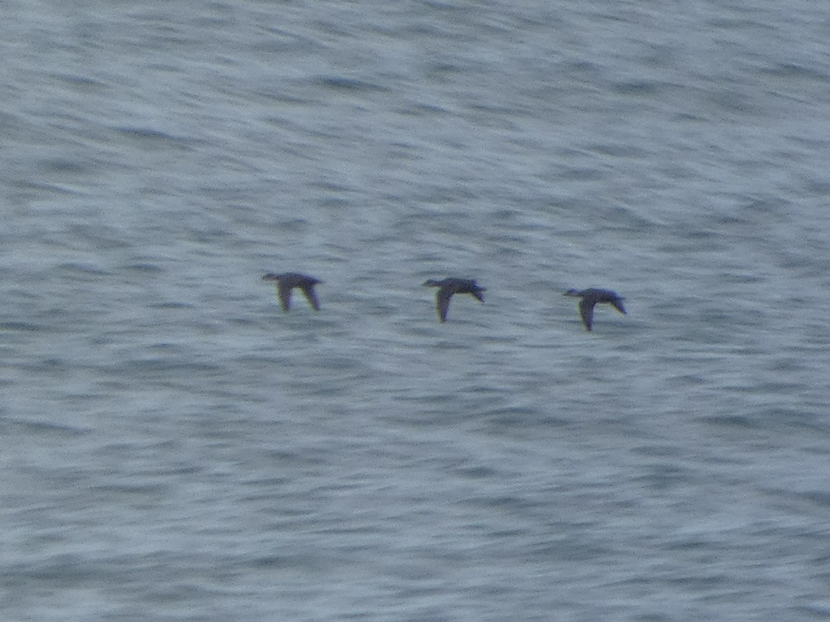 Common Scoter - ML198935451