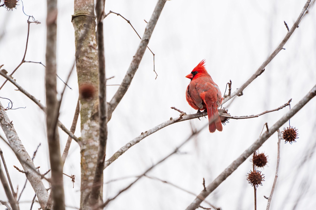 Northern Cardinal - ML198936211