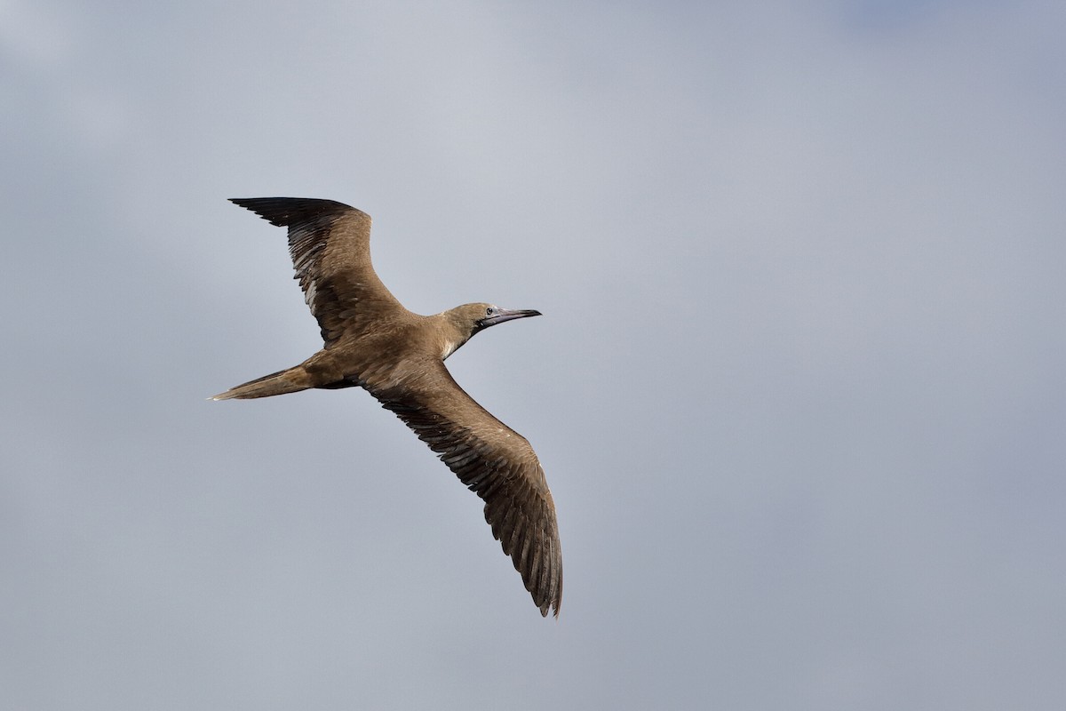 Red-footed Booby - Holger Teichmann