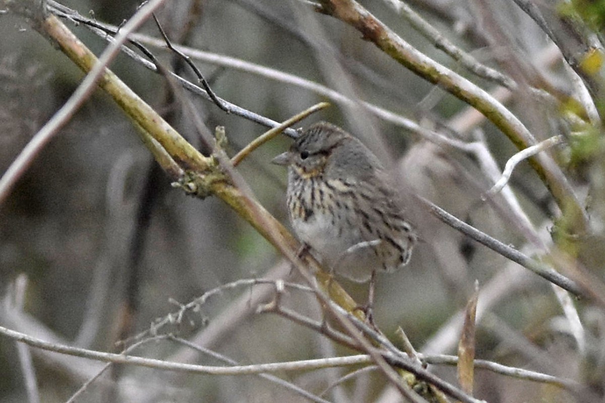 Lincoln's Sparrow - ML198939141