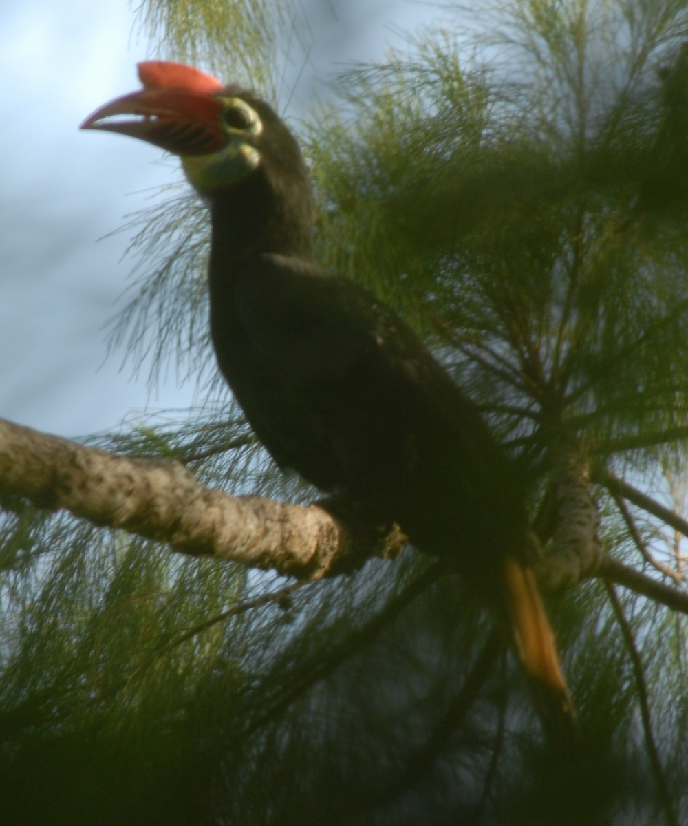 Writhe-billed Hornbill - ML198941291