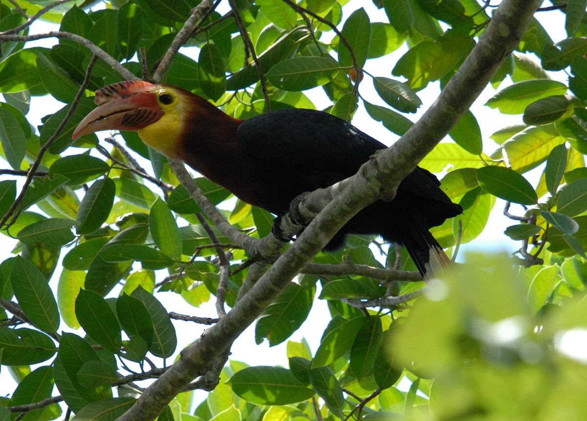 Writhe-billed Hornbill - ML198941451