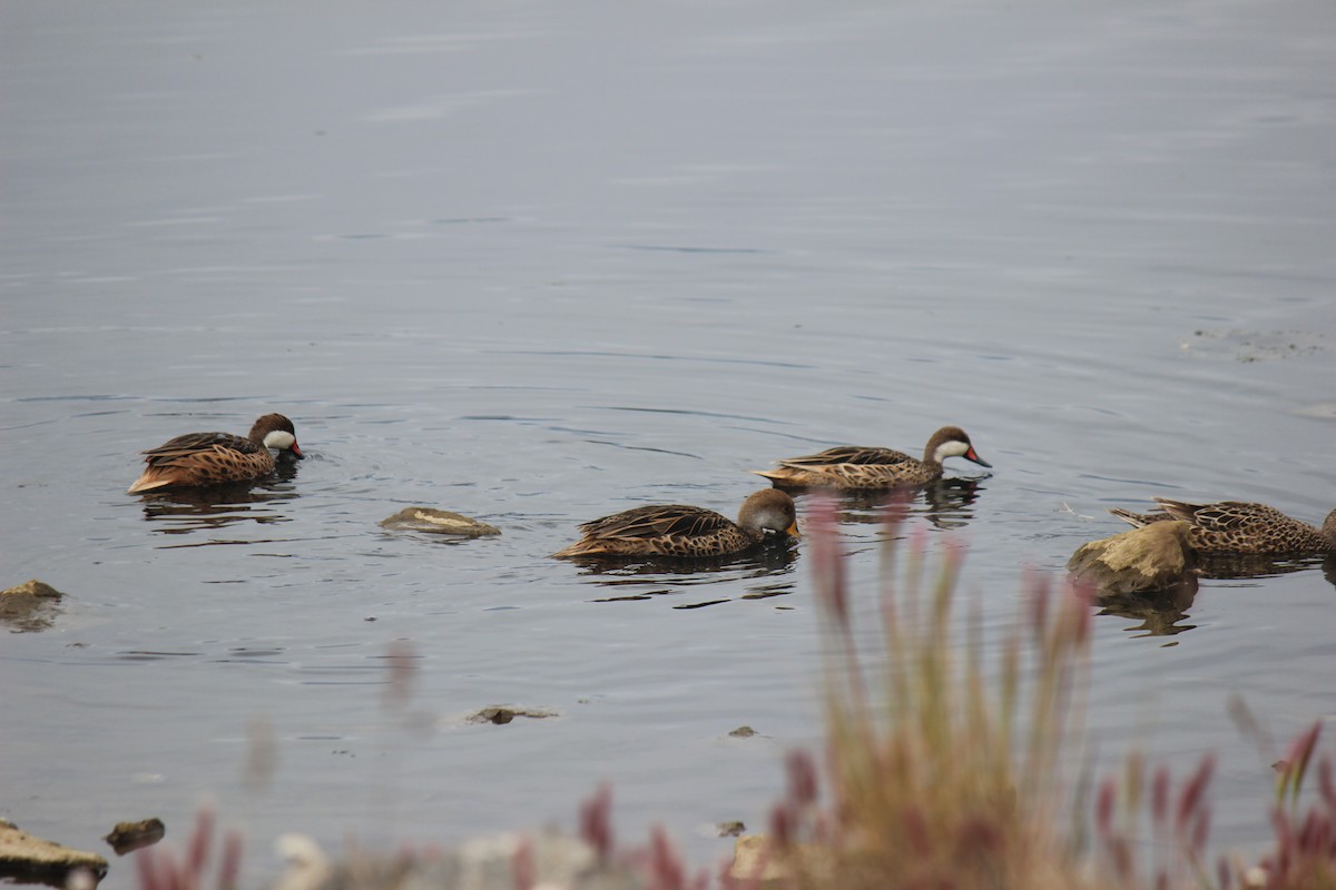 White-cheeked Pintail - Elsa  Uribarri