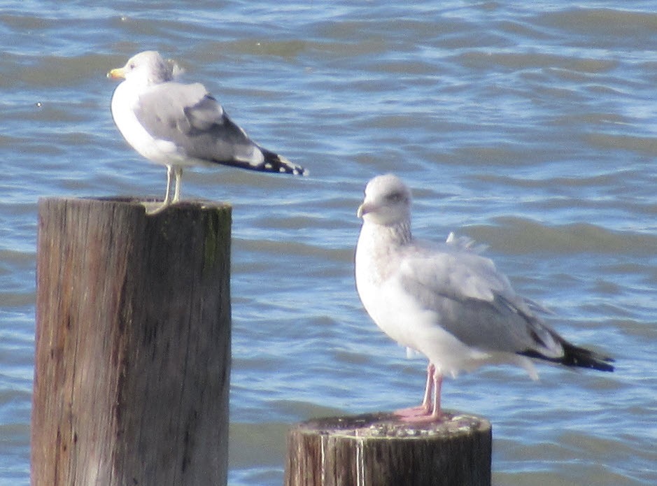 Herring Gull - ML198943911