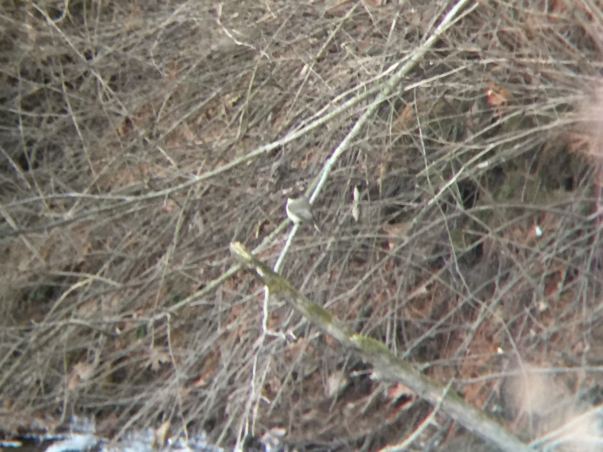 Eastern Phoebe - ML198945451