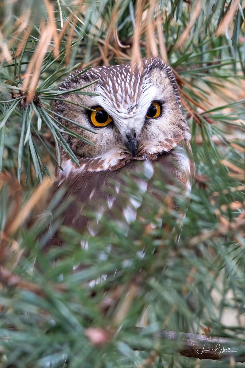 Northern Saw-whet Owl - Lisa Saffell