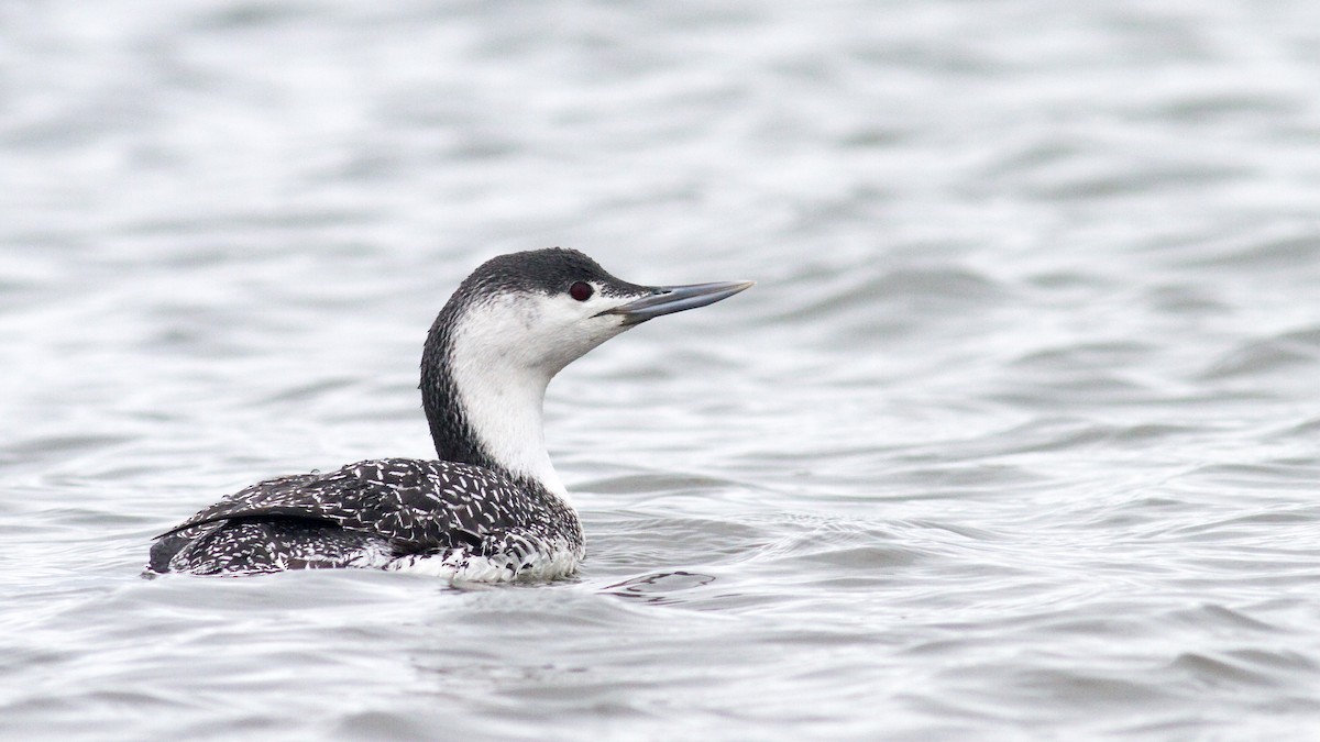 Red-throated Loon - ML198947311