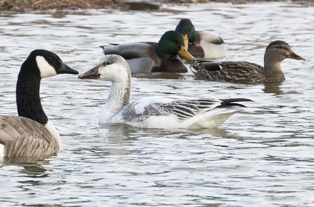 Snow Goose - ML198947721