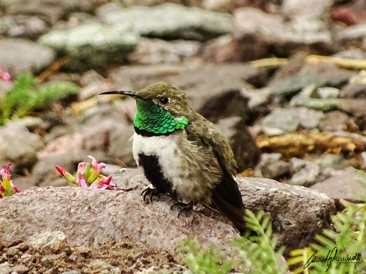 White-sided Hillstar - ML198949081
