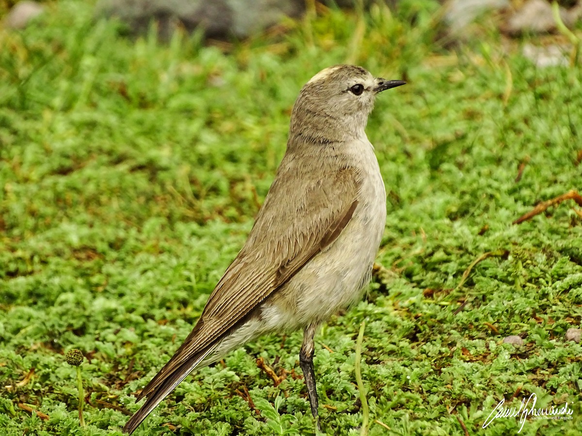 Ochre-naped Ground-Tyrant - ML198949151