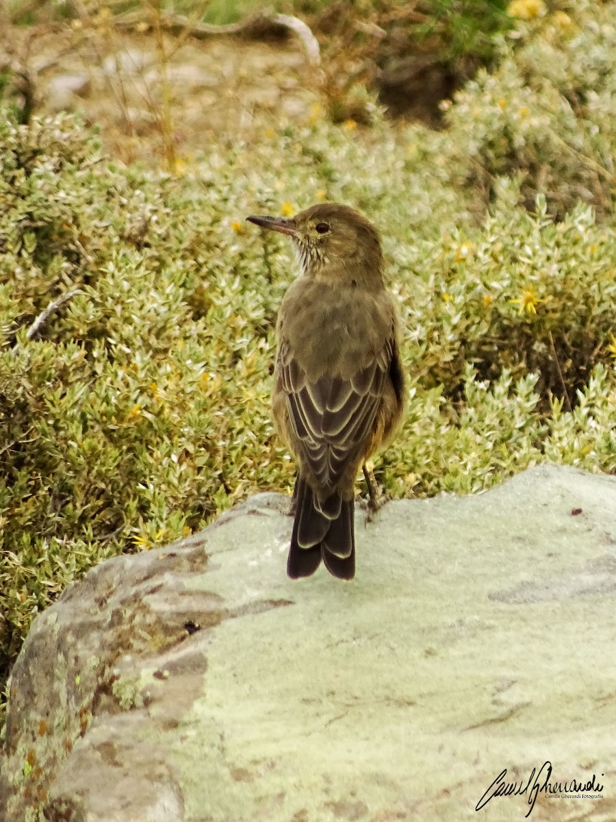Black-billed Shrike-Tyrant - ML198949291