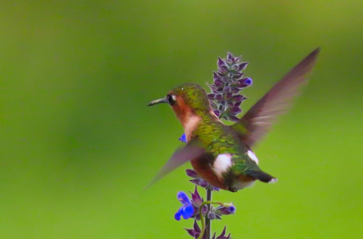 Sparkling-tailed Hummingbird - ML198951111
