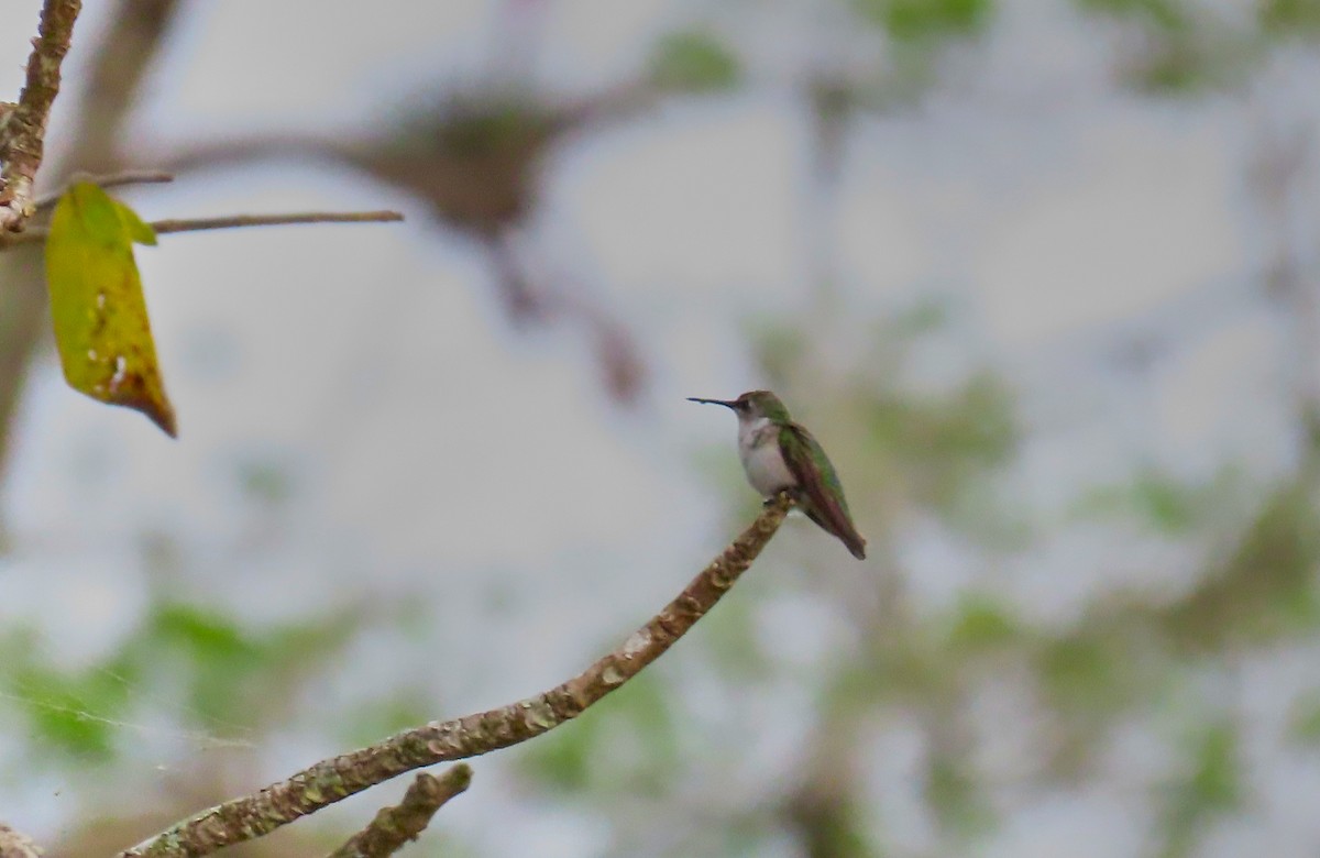 Ruby-throated Hummingbird - ML198951171