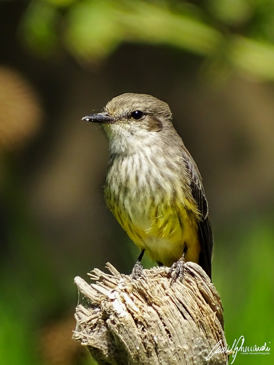 Vermilion Flycatcher - ML198952811