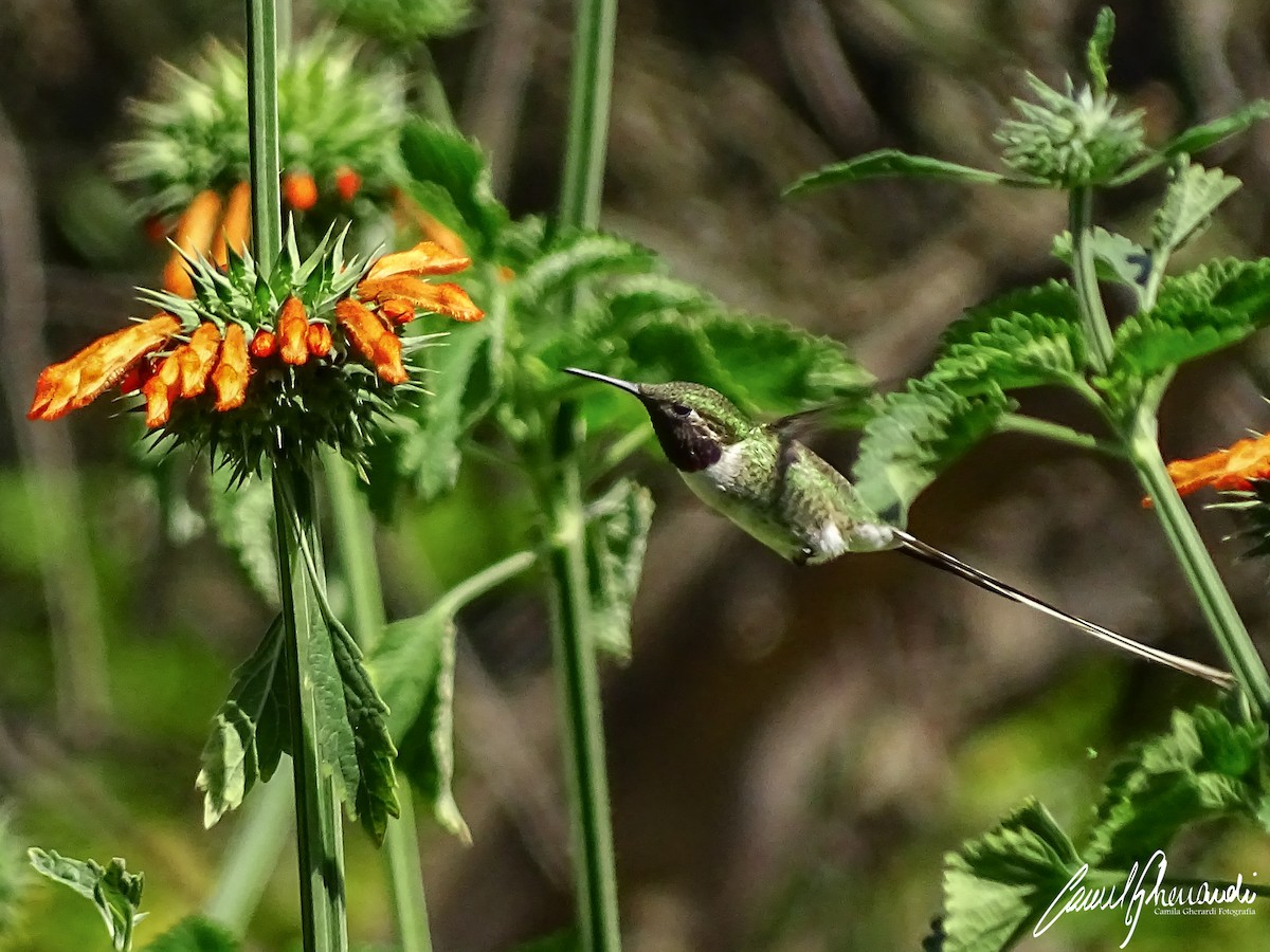 Peruvian Sheartail - ML198952851