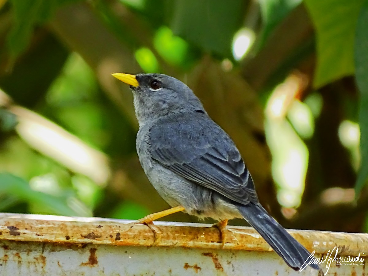 Slender-billed Finch - ML198952871