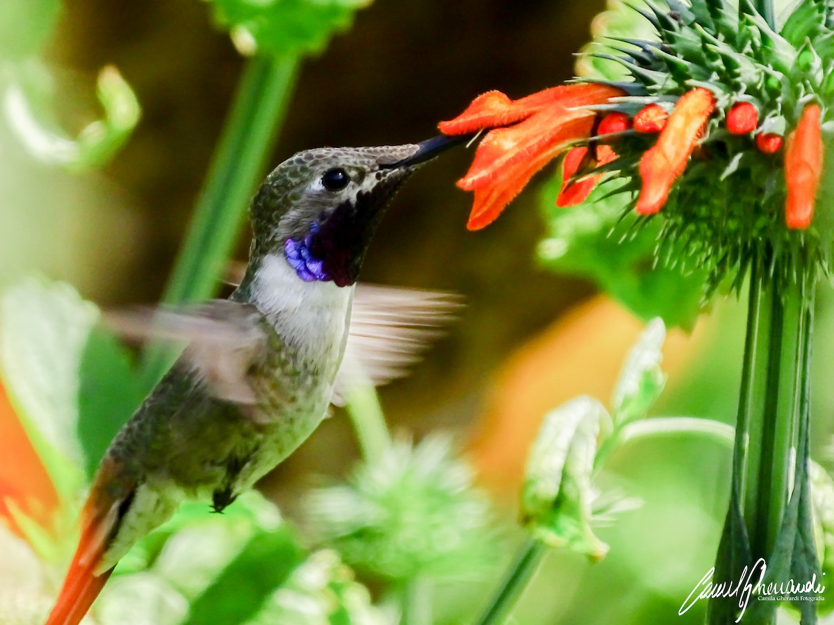 Oasis Hummingbird - ML198952941