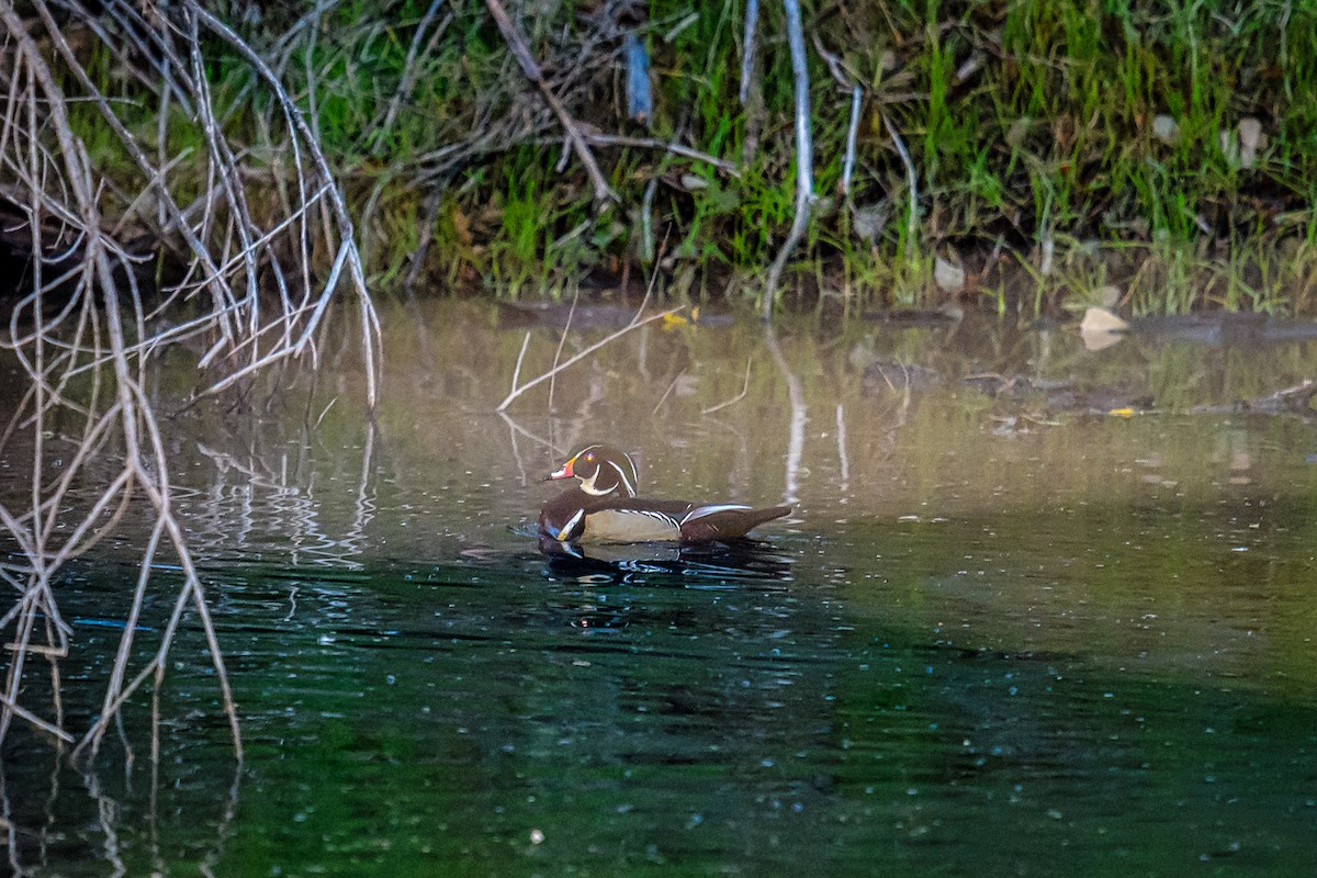 Wood Duck - ML198953211