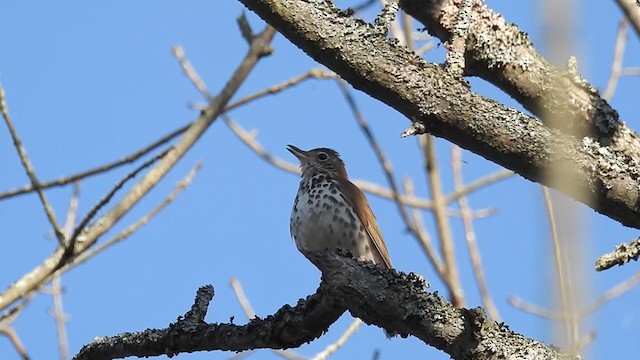 Wood Thrush - ML198953861