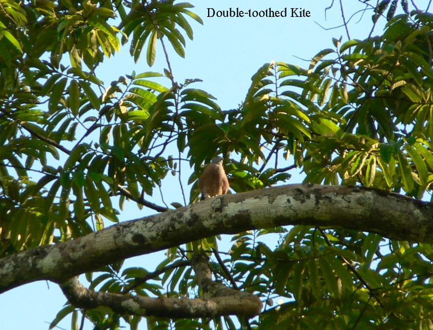 Double-toothed Kite - Bob Curry