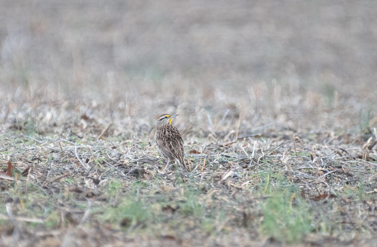 Eastern Meadowlark - Christopher Gilbert