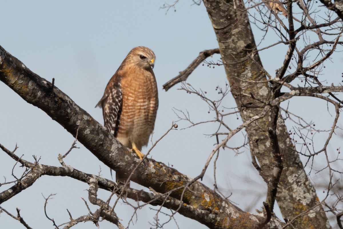 Red-shouldered Hawk - ML198954301