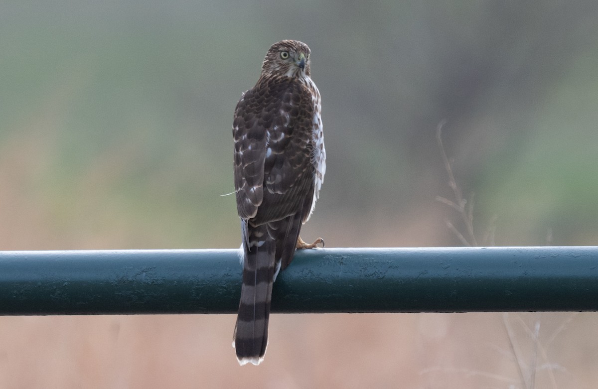 Cooper's Hawk - ML198954341