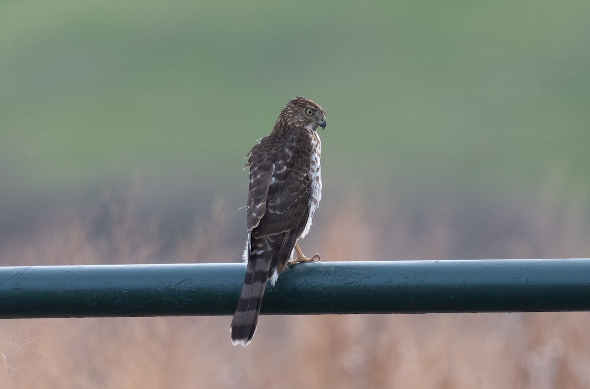Cooper's Hawk - ML198954351