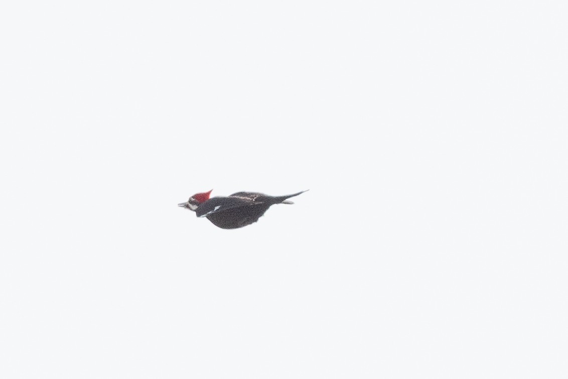 Pileated Woodpecker - ML198954411