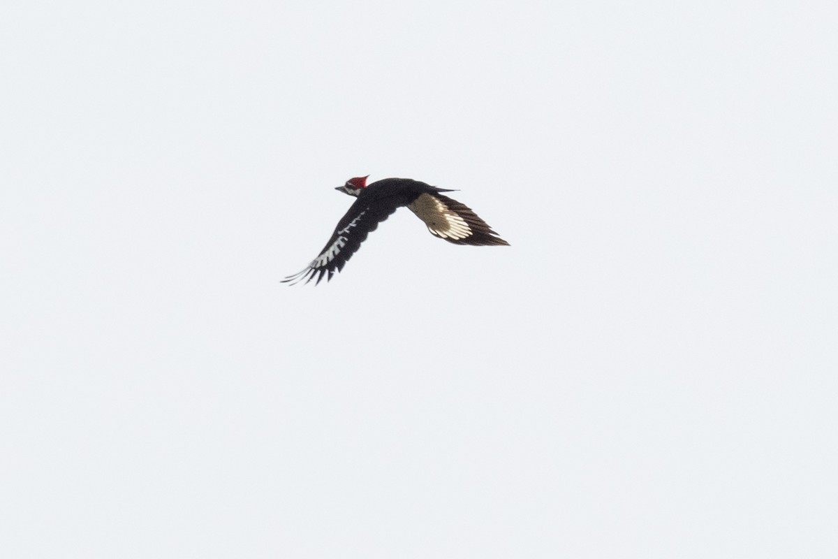Pileated Woodpecker - ML198954421