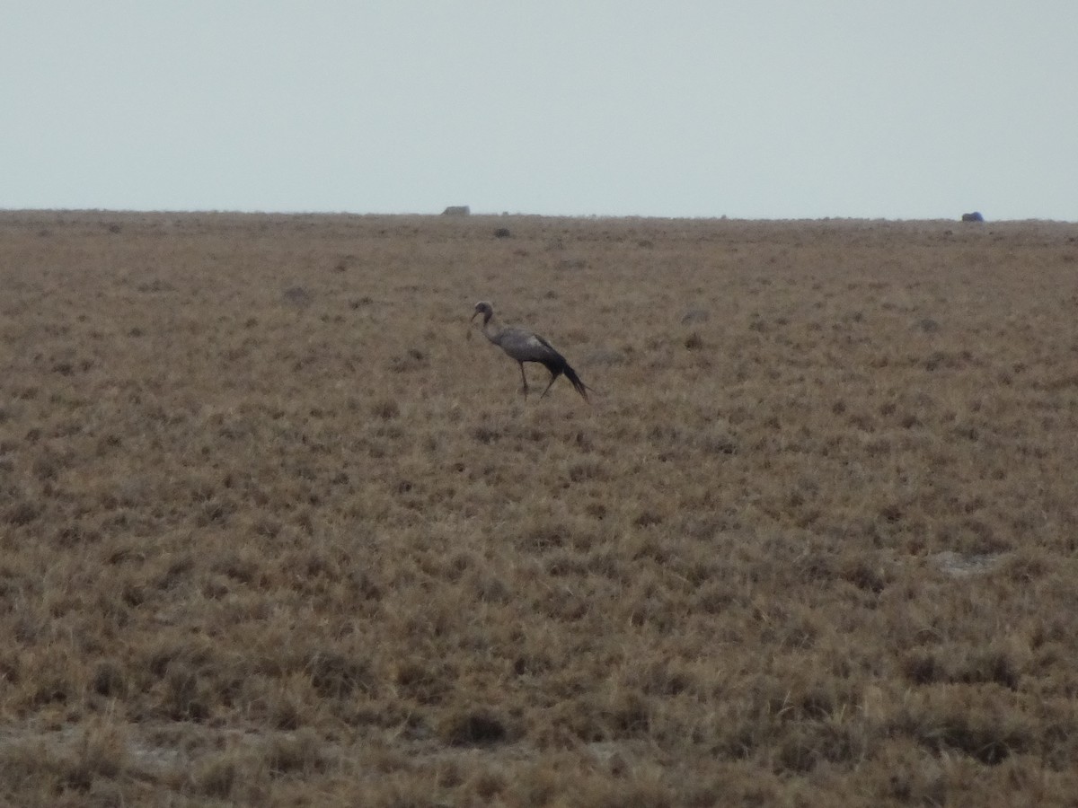 Blue Crane - ML198955871