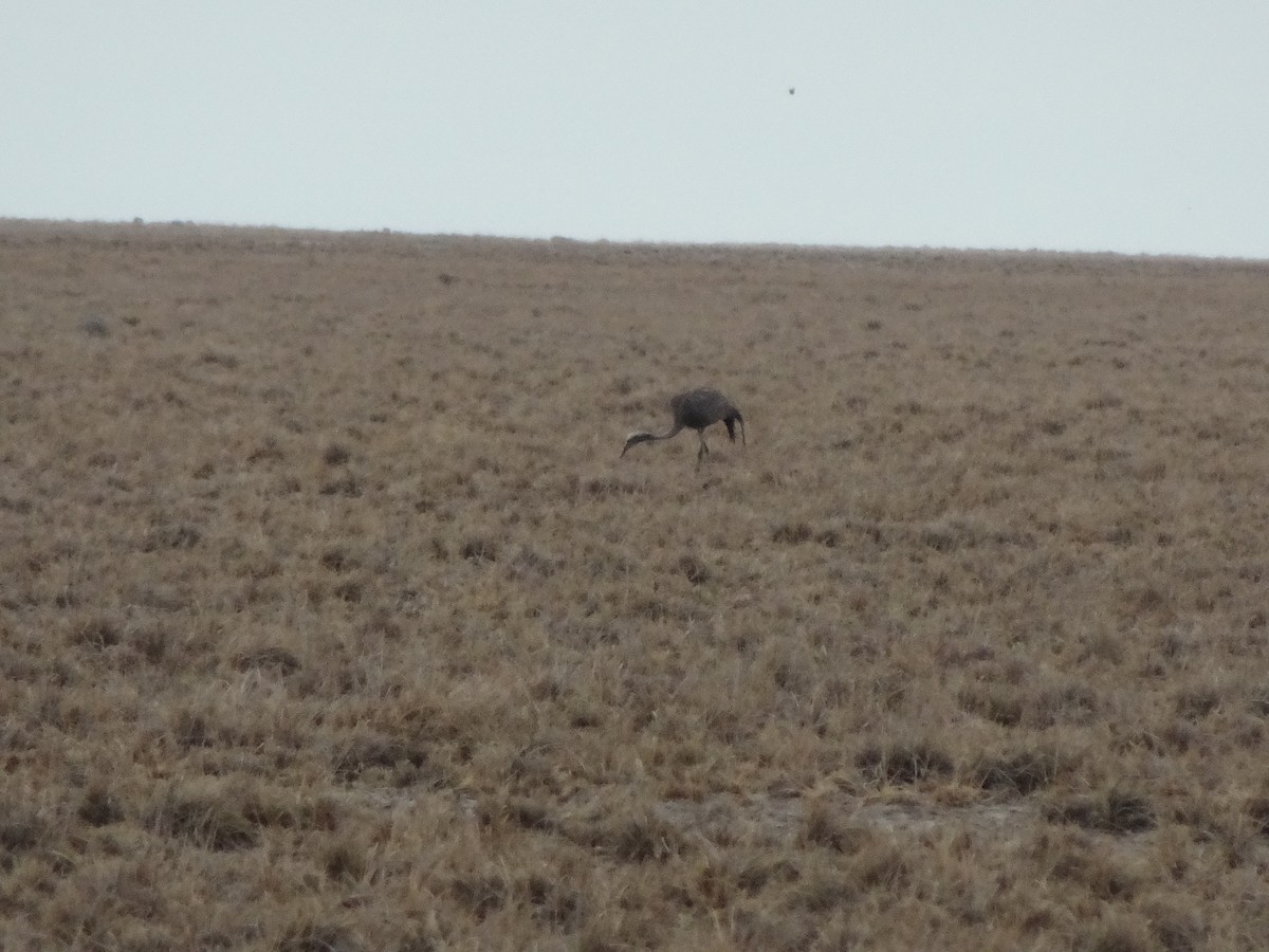 Grulla del Paraíso - ML198955921