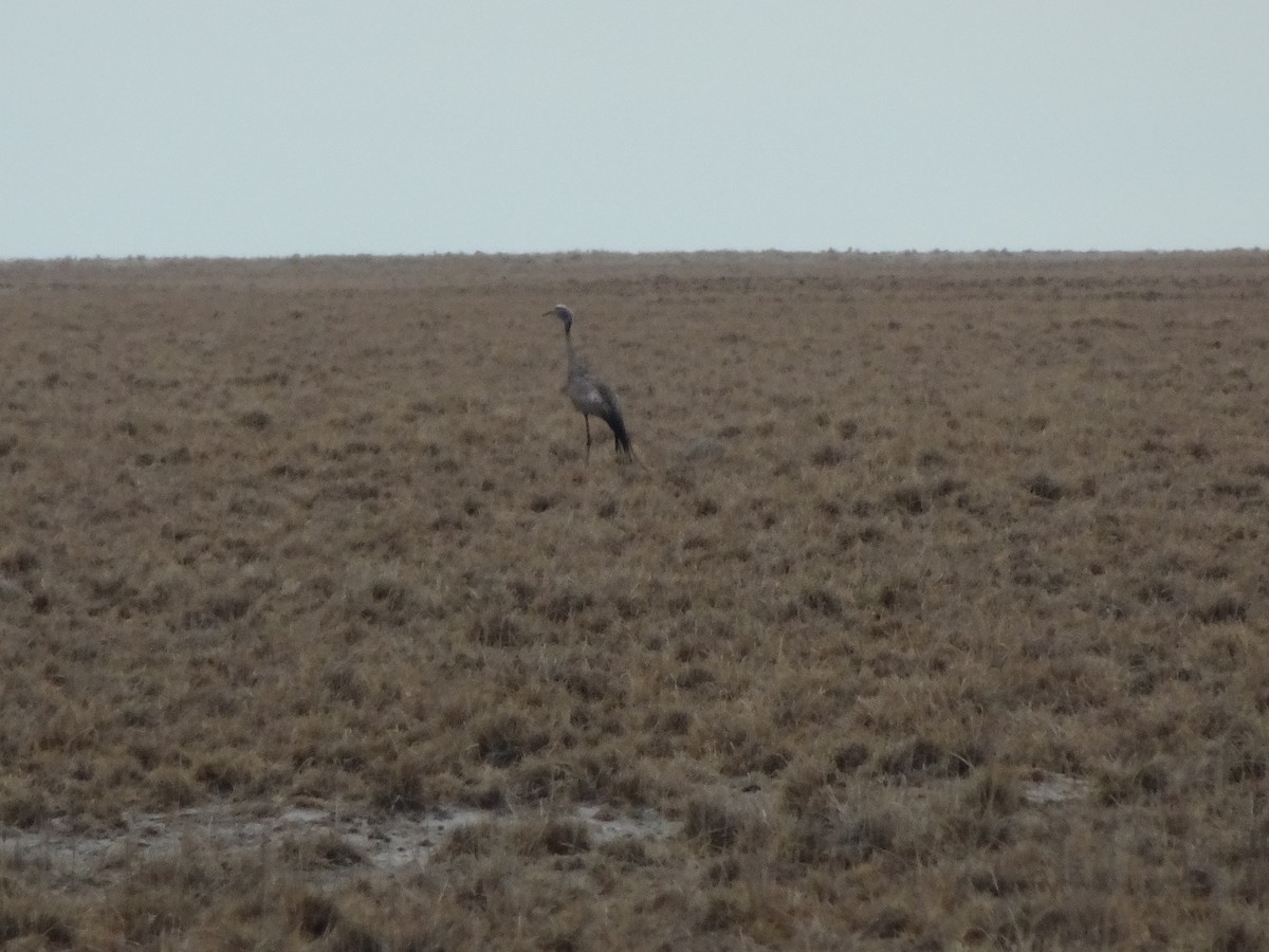 Blue Crane - Claire Bélanger