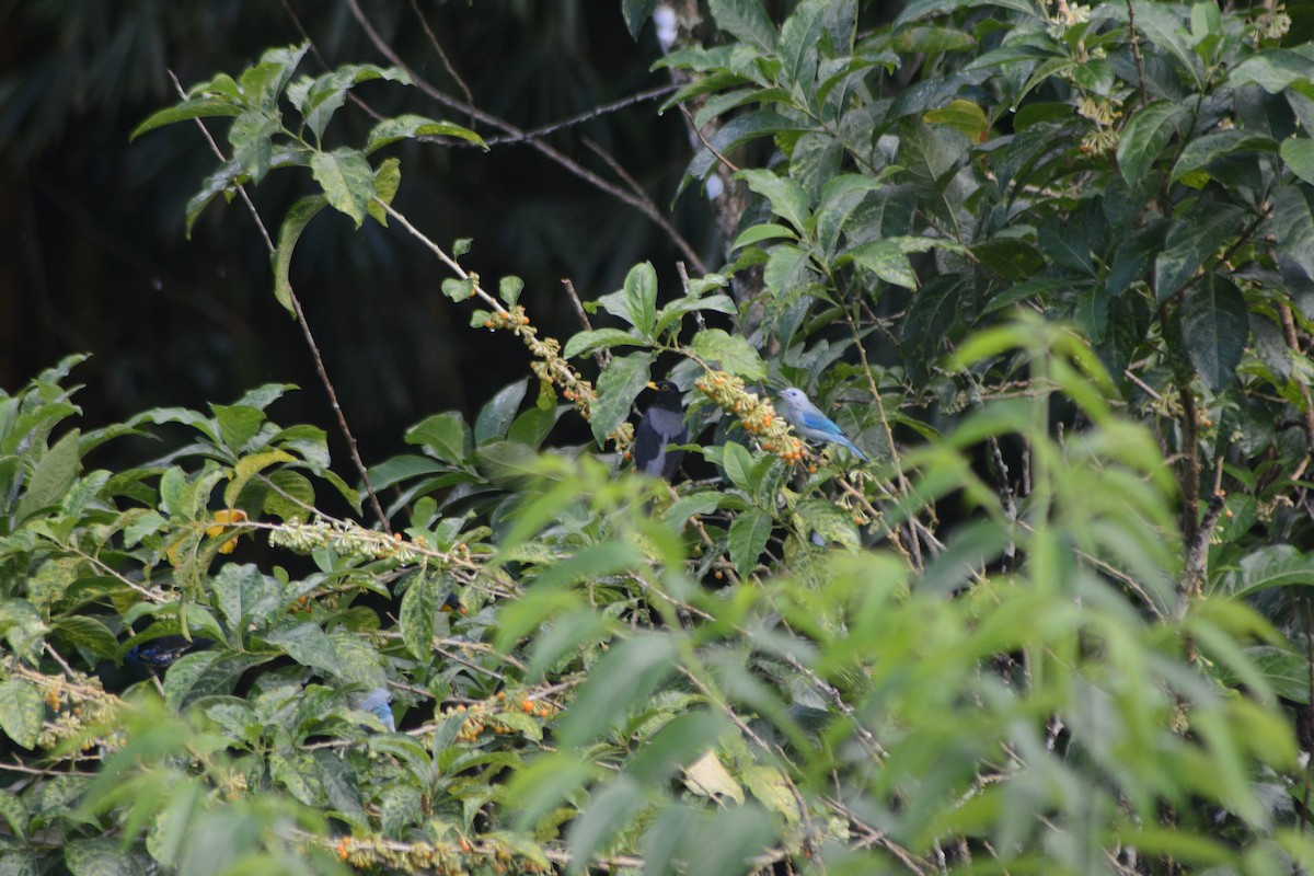 Yellow-legged Thrush - Mark Hulme