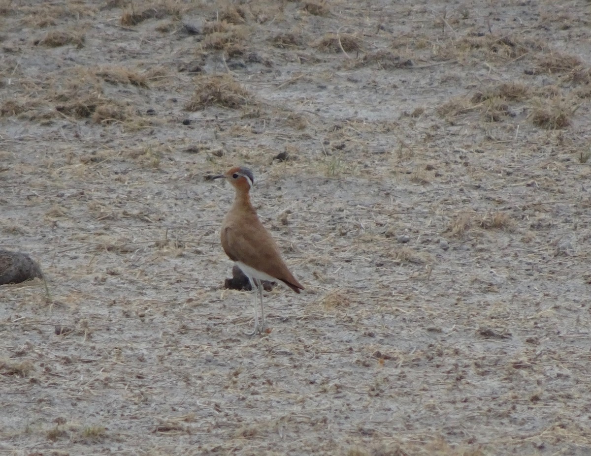 Burchell's Courser - ML198956761