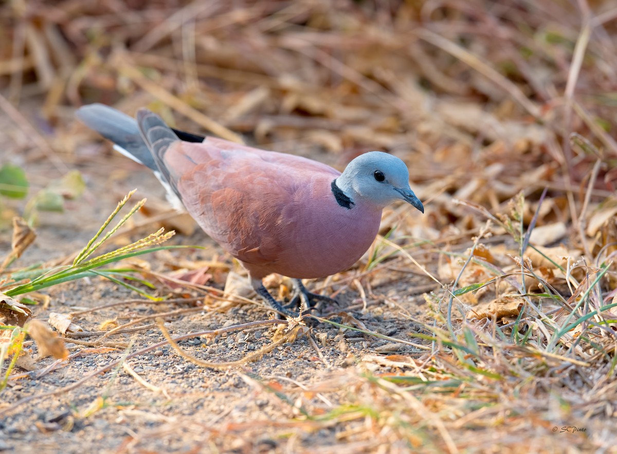 Red Collared-Dove - Shailesh Pinto