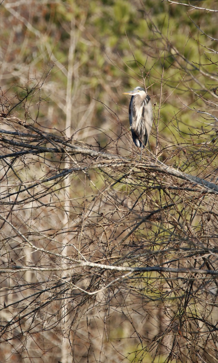 Garza Azulada - ML198957181