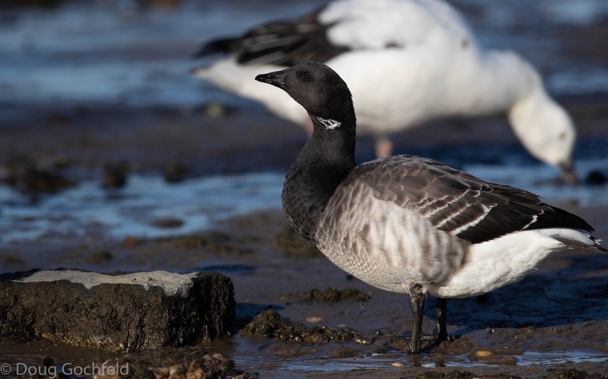 Brant (Atlantic) - ML198957851