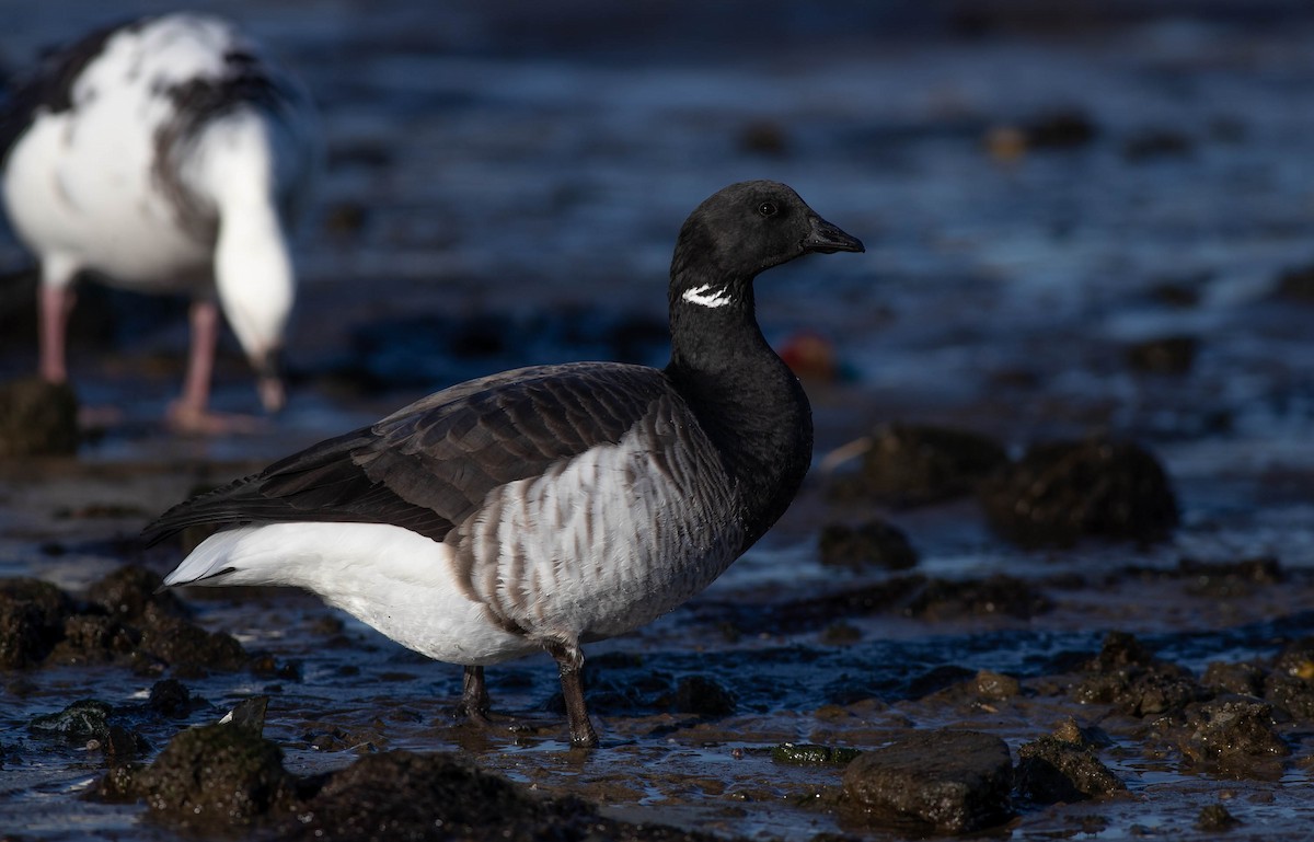 Barnacla Carinegra (hrota) - ML198958441