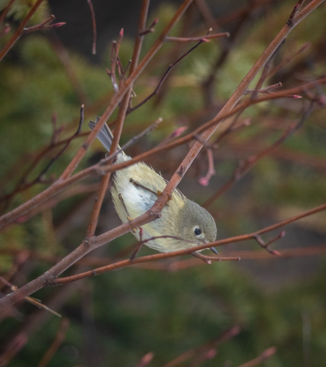Ruby-crowned Kinglet - ML198958621