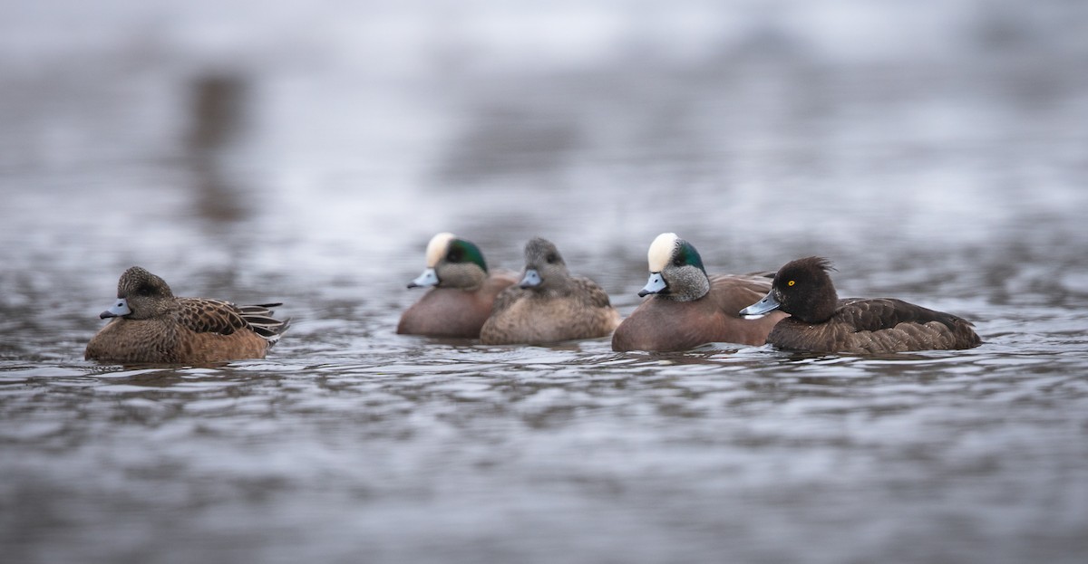 Tufted Duck - ML198959011